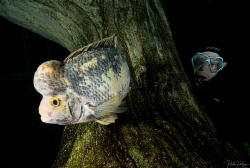 Cichlid with model @ Todi by Pieter Firlefyn 